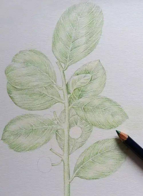 彩铅手绘的一组小植物画