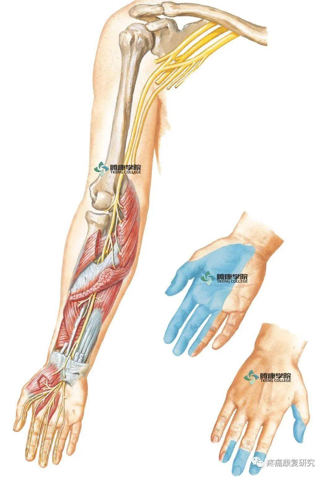 腕管综合症解剖图图片