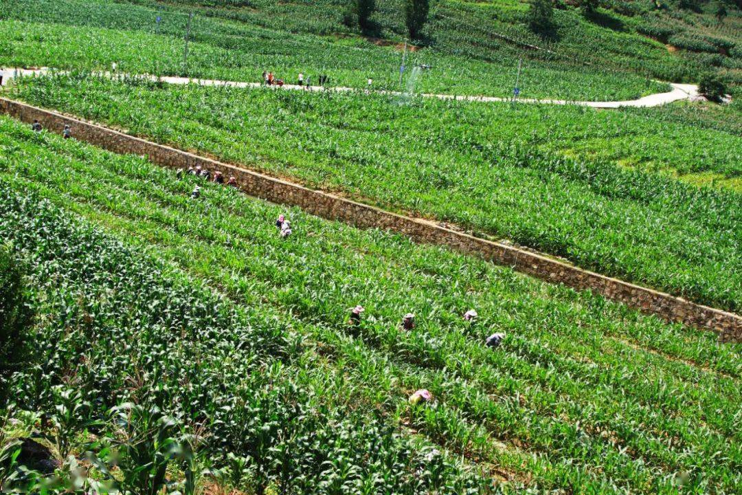 大方县马场镇:1000余亩大豆玉米带状复合种植丰收在望_示范_村民_土地