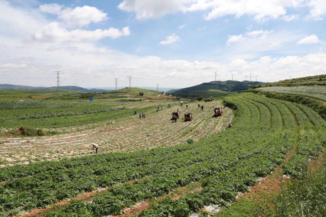 威宁自治县秀水镇:2300亩白萝卜喜丰收_种植_产业_群众