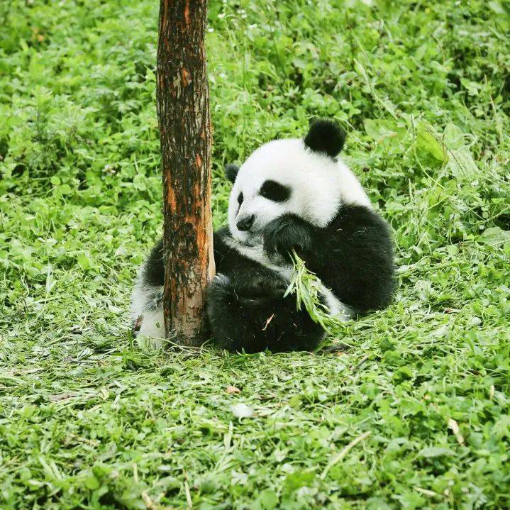 大熊猫守护者·动物保护公益研学营携手1线专家,学习科学思维走进2大