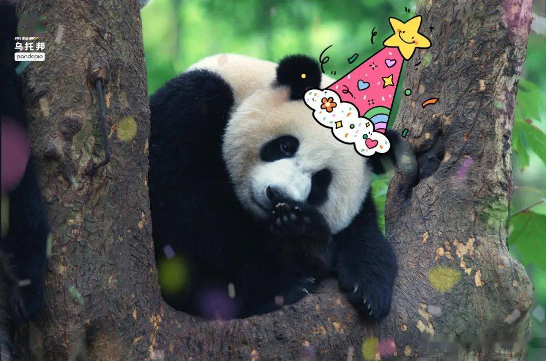 大熊猫的一岁相当于人类的3-4岁,六岁的"优优"不正是18岁左右的年轻