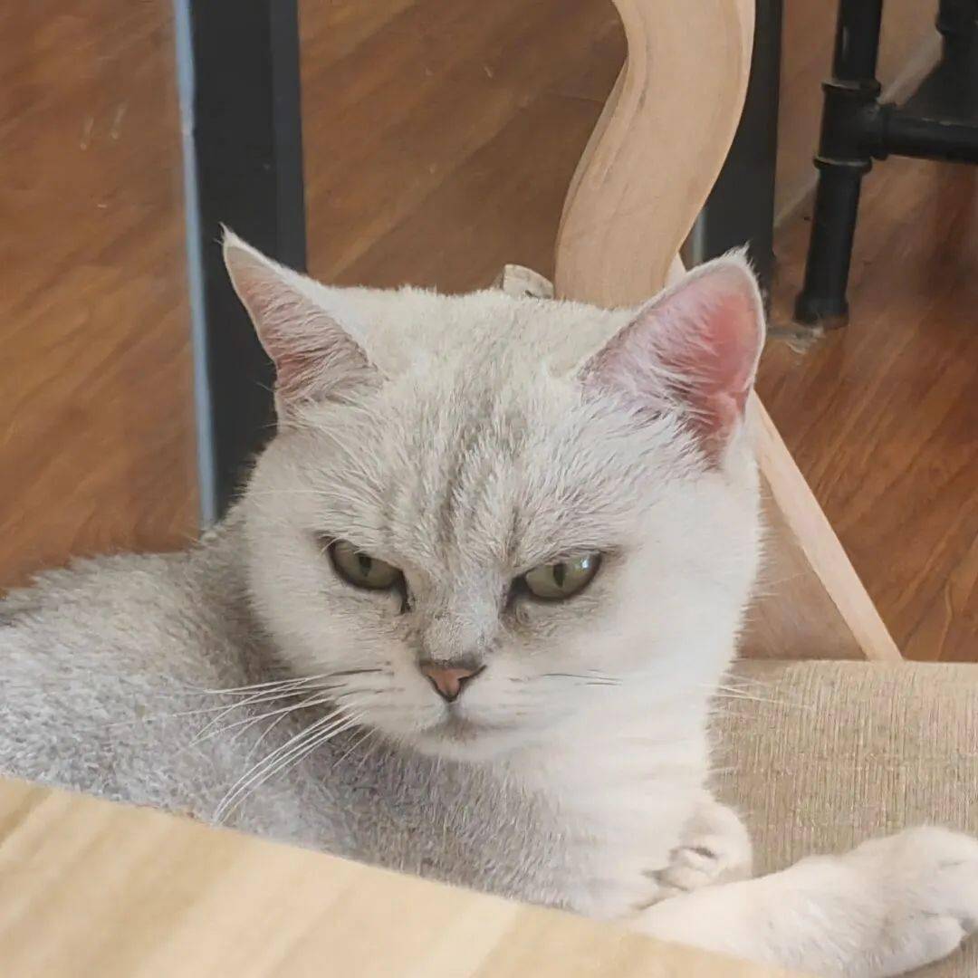 而谜底是:ichibanserenaaaaaaaaaaa你就说是不是兽耳吧alter 新宿这个