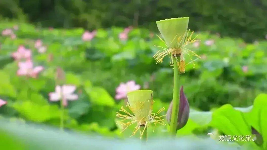 保山| 夏日炎炎 好運