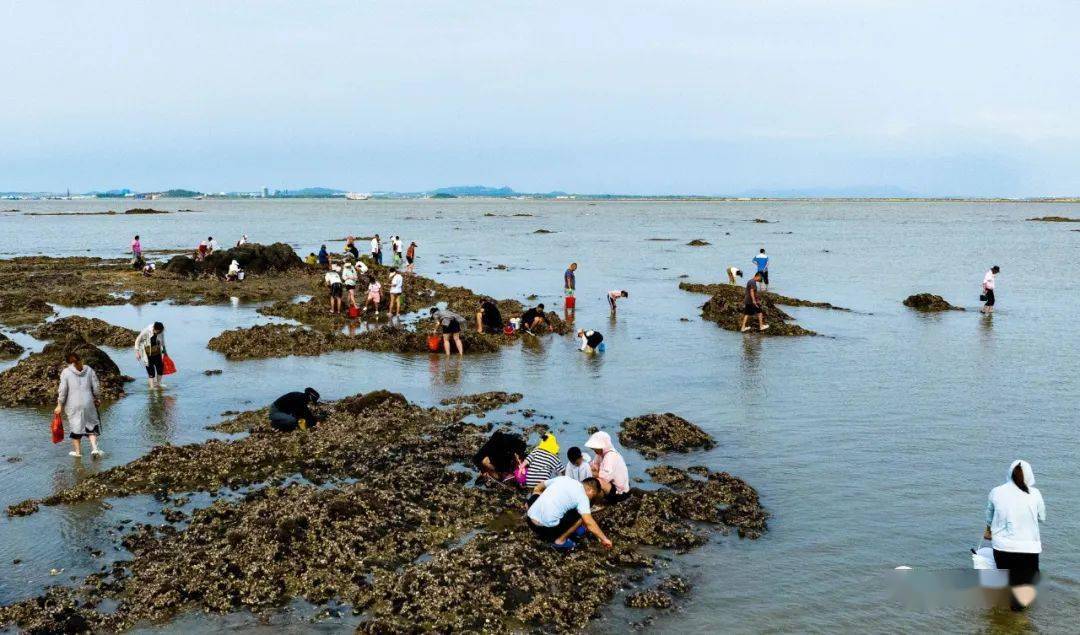 "山海潮升·畅享文登"第五届威海市文登区潮汐公社赶海文化节启动