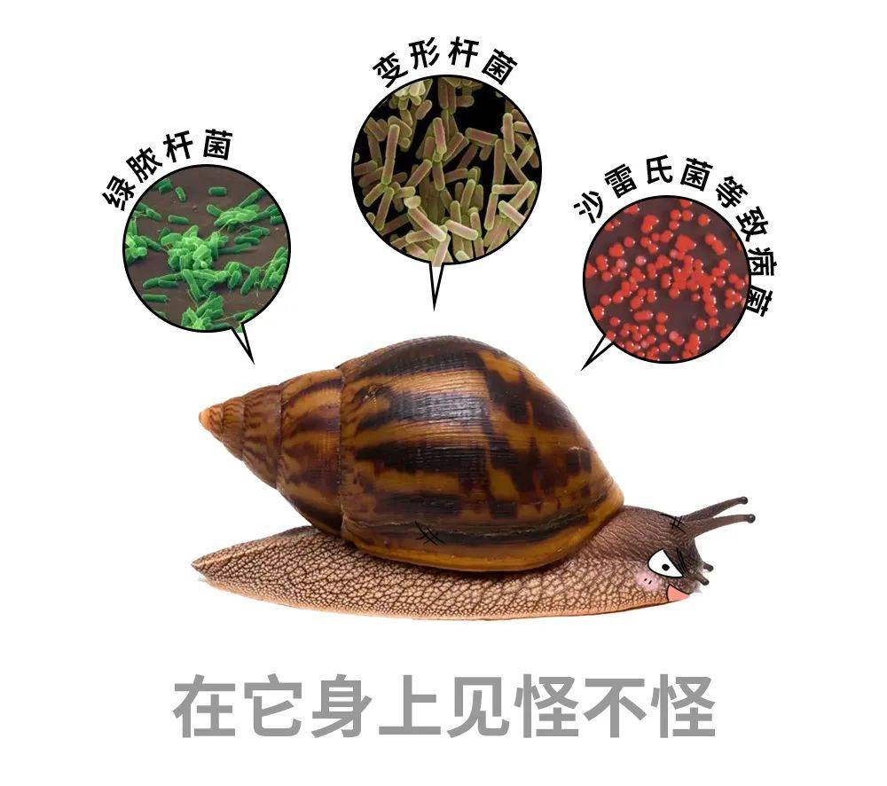 非洲大蜗牛潜藏在这个平平无奇的名字之下的却是全球百大恶性入侵物种