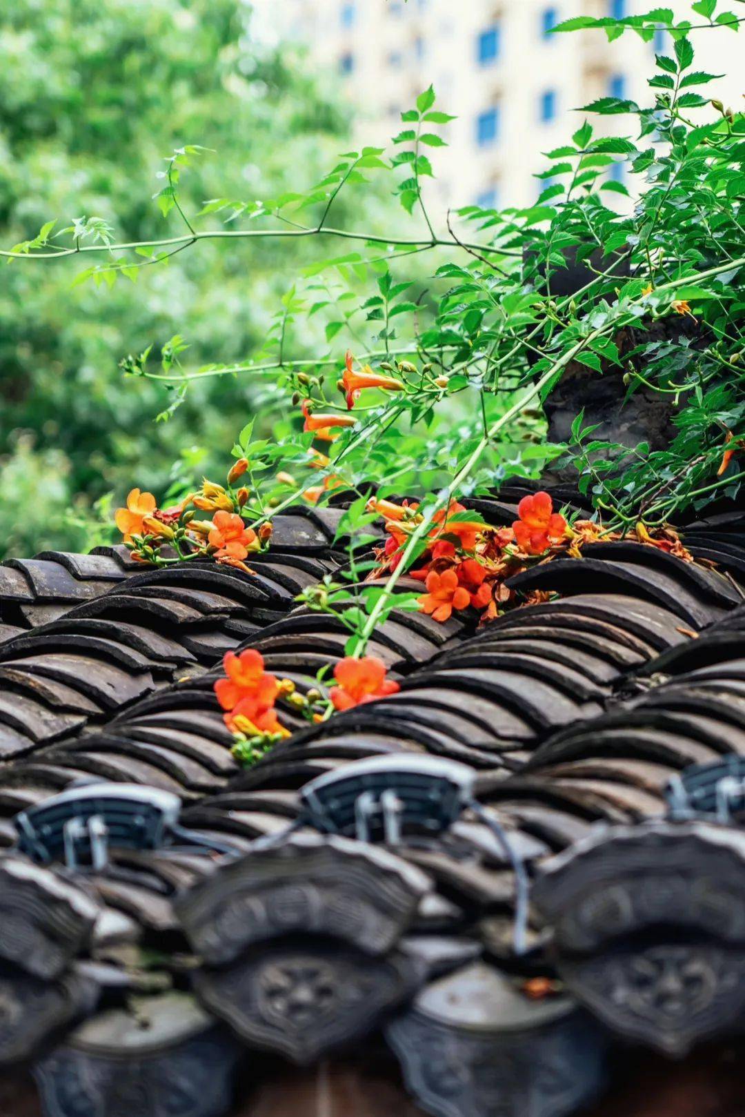 视觉包河 | 有一种夏天叫屋顶开满了凌霄花_舒婷_天气_摄影