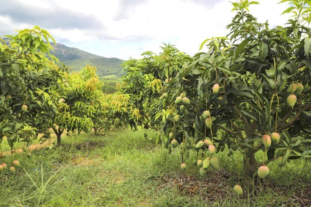 镜头|芒果基地里,人大代表和果农谁笑得更甜?