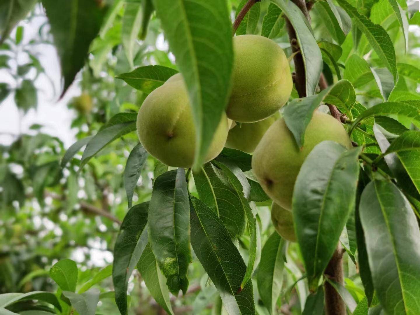 每日一图:朔城区敬德实验中学校园桃李满园硕果累累