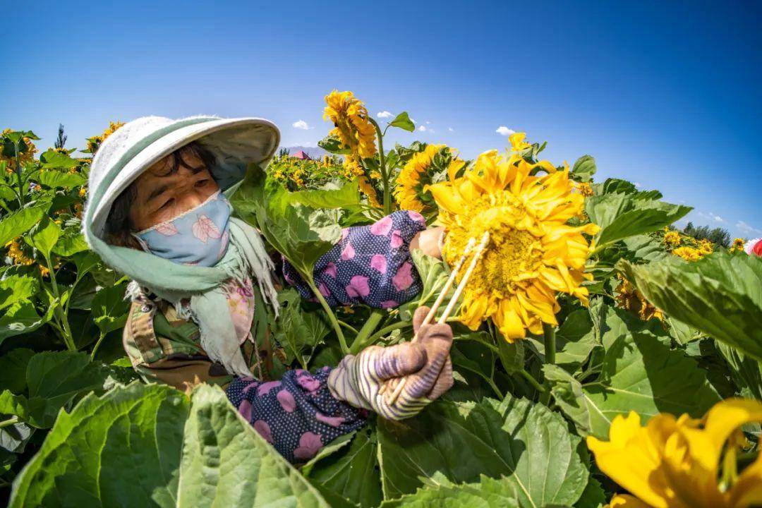 高台:向日葵花开授粉忙_身影_农户_阳光