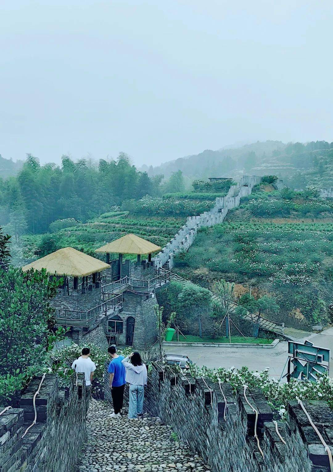 又是一年一度的栀子花观赏季,在彭溪镇西关穆寨栀子花种植核心基地