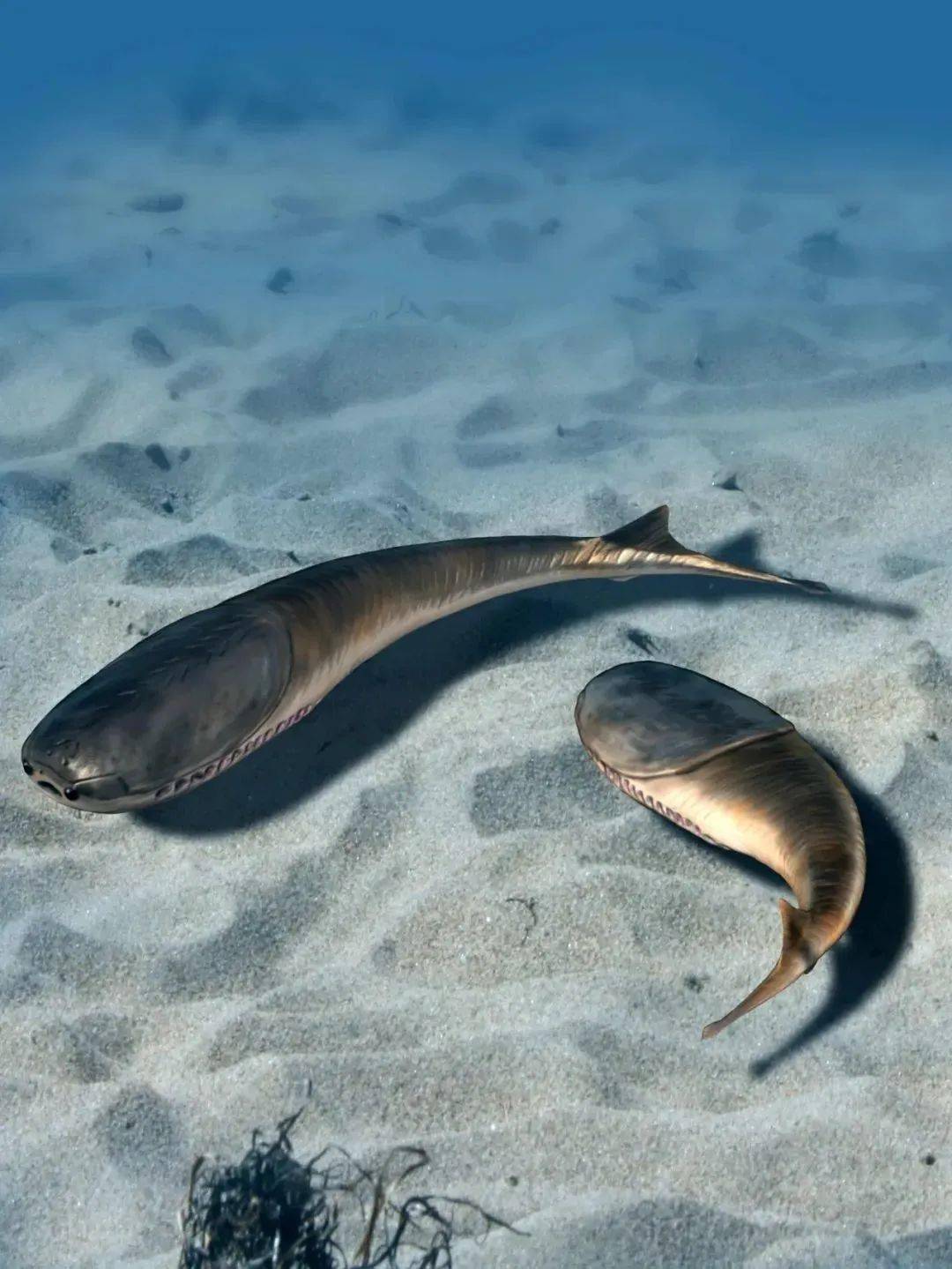 这条比小呆呆还傻的鱼,凭啥成为了新晋表情包顶流?_萨卡班_生物_样子