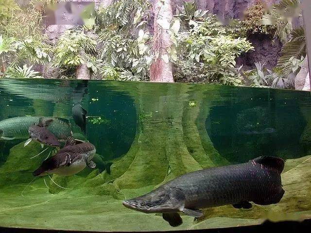 全世界不能错过的水族馆,柏林水族馆!_文章_网络_信息