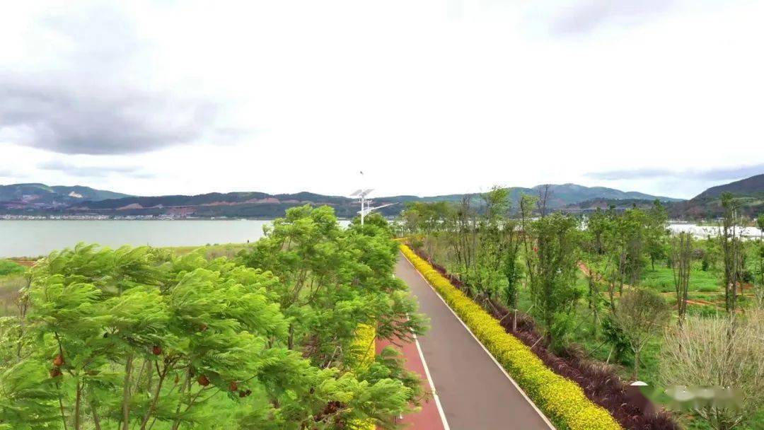 杞麓湖畔夏景如画 黄金菊美在当"夏"_通海_生活_芳华