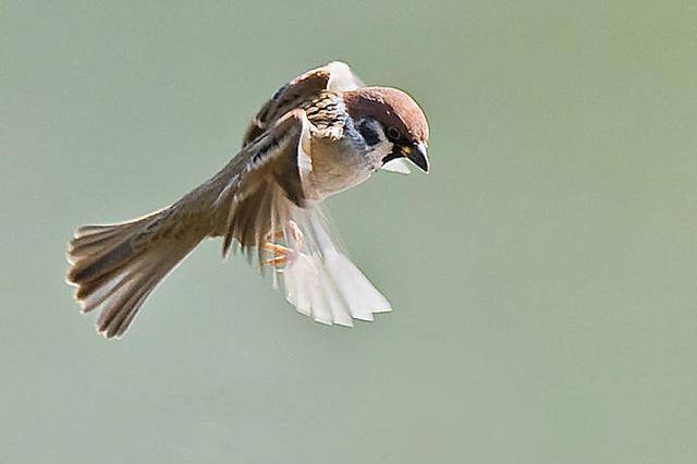 画家必备高清资料库:麻雀_图片_姿态_参考