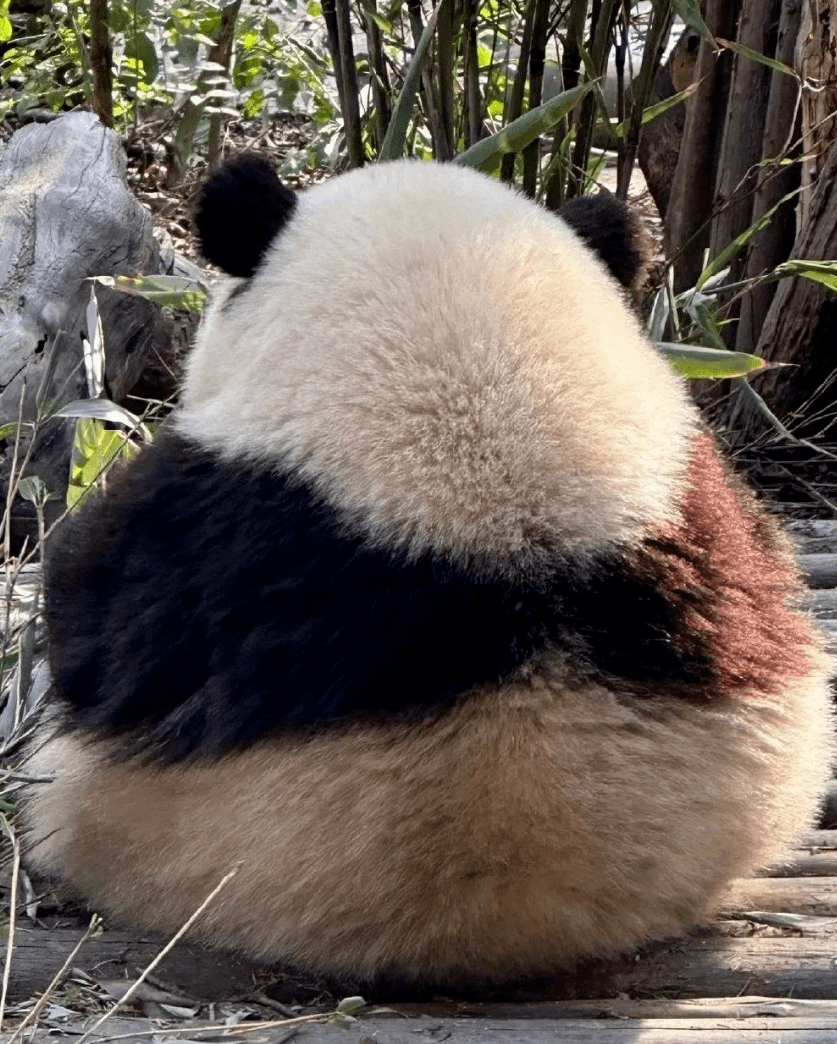 网红大熊猫饲养员被曝"睡粉"?别太离谱!