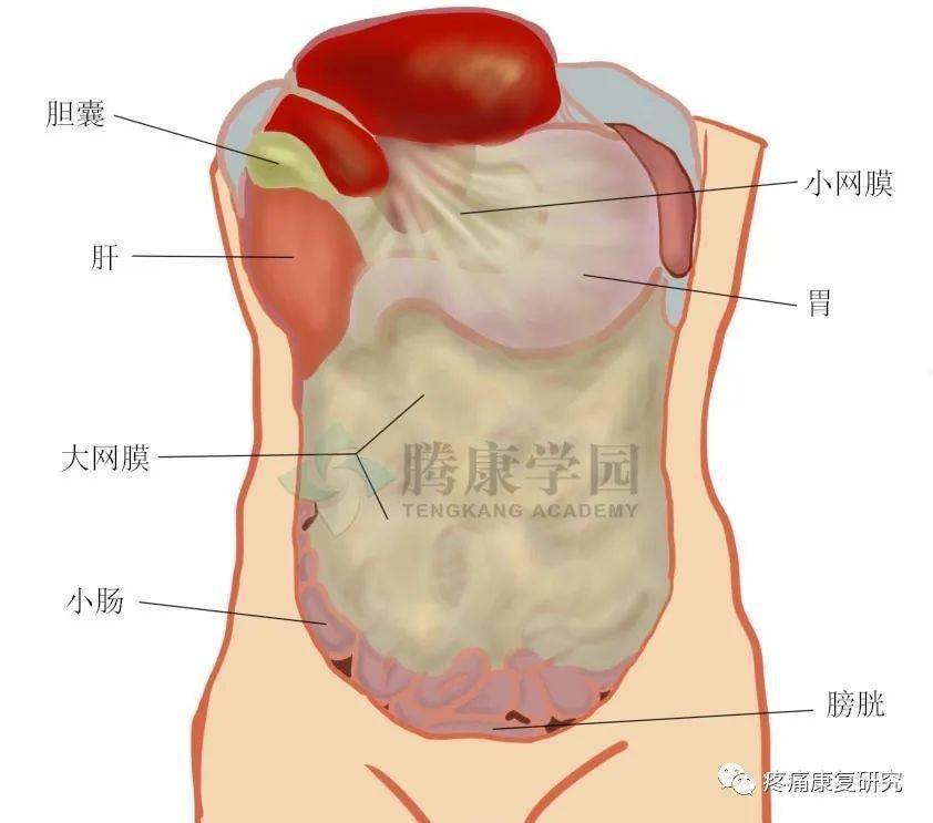 肝被膜图片