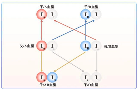 血型的秘密