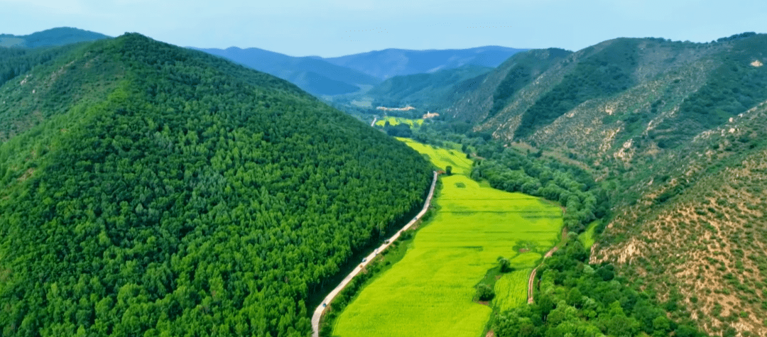 大山之巅 油菜花开_赤峰_宁城县_大城子镇
