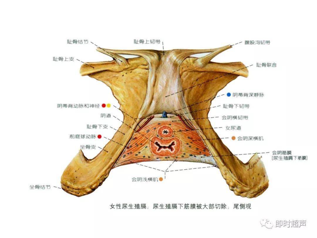 生殖系統解剖圖示註解_the_睪丸_附睪