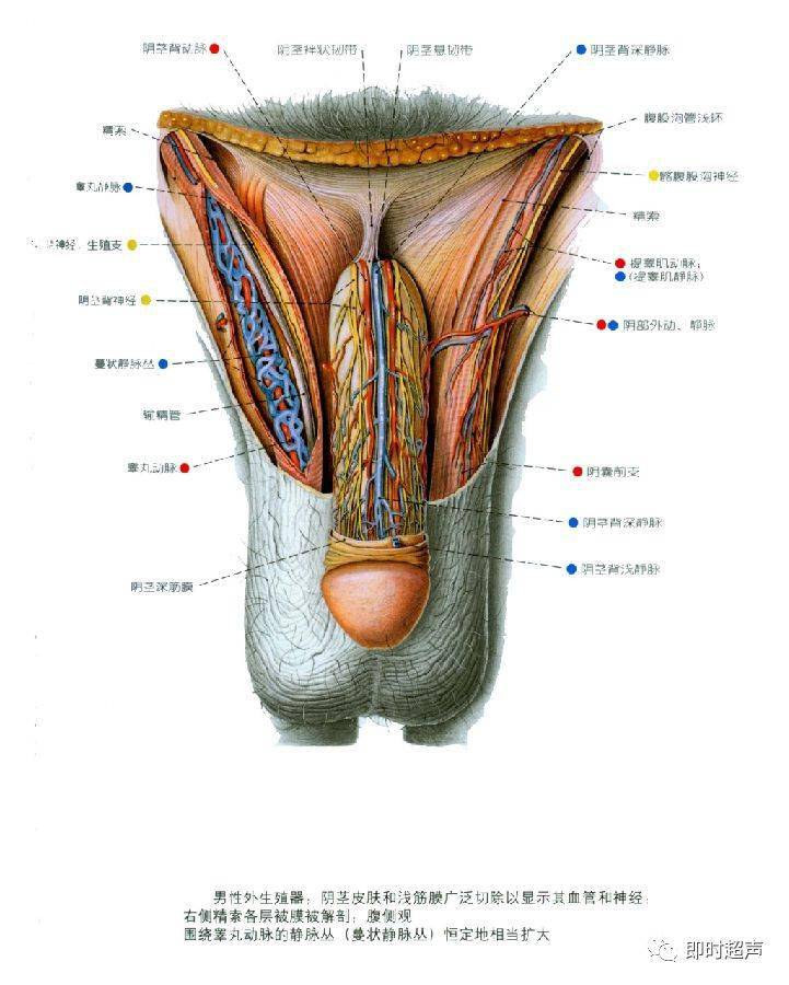 生殖系統解剖圖示註解_the_睪丸_附睪