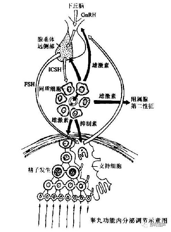 生殖系統解剖圖示註解_the_睪丸_附睪