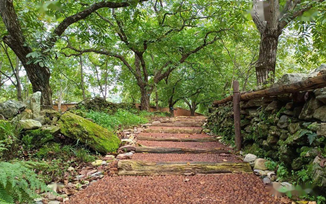 漾濞光明村:云端里的世外桃源_核桃树_乡村_文化村