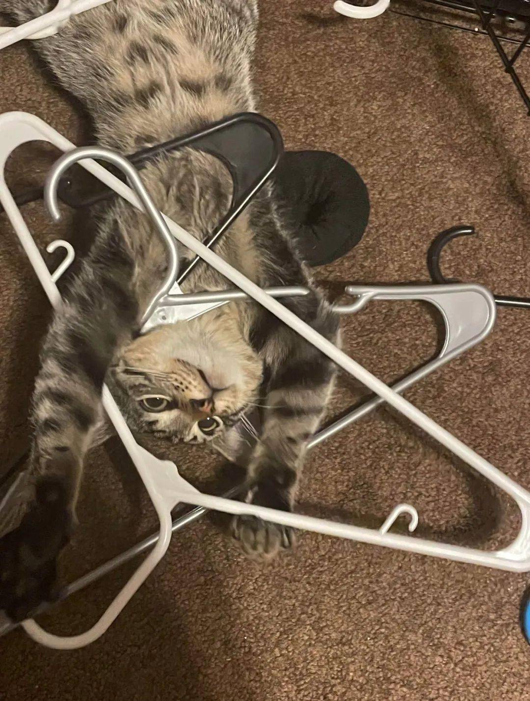 一张图让你戒猫214_主人_屁股_标题