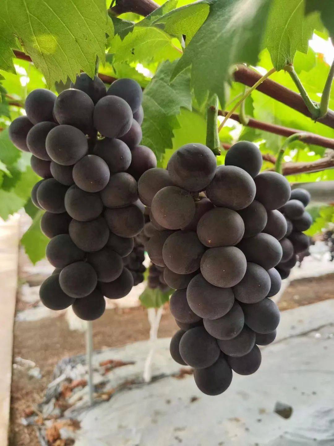 葡萄成熟后颜色呈紫黑色,富士之辉葡萄是阳光玫瑰葡萄的近亲品种,成熟