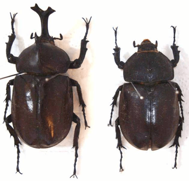 jp其实不仅犀金龟有雌雄二型现象,我们在昆虫科普小课堂中提到的国家