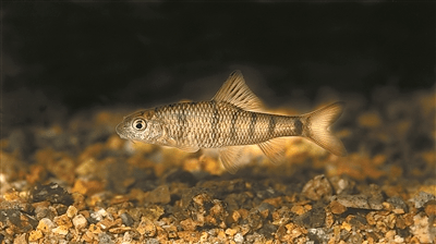 美丽中国相册 | 武夷山国家公园的稀有鱼类