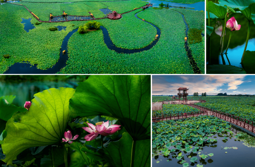 99陈堡草荡水上运动中心-陈杨村-千垛美路-乌巾荡湿地公园夏天最