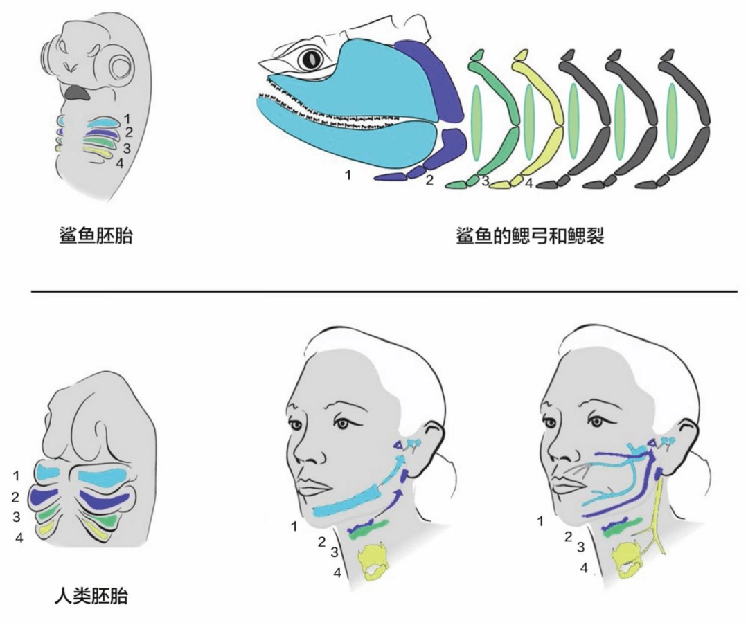 鱼鳃的拼音图片