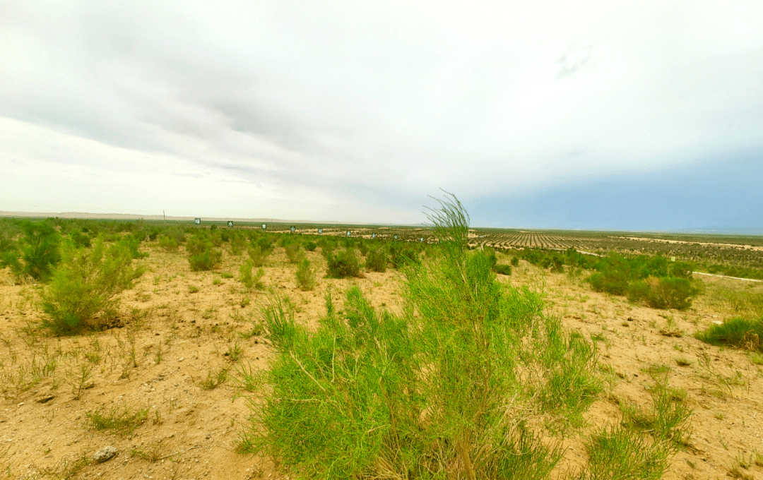 图集 视频丨赴这场"绿色"之约,"读懂"生态阿拉善!_荒漠化_治沙_梭梭