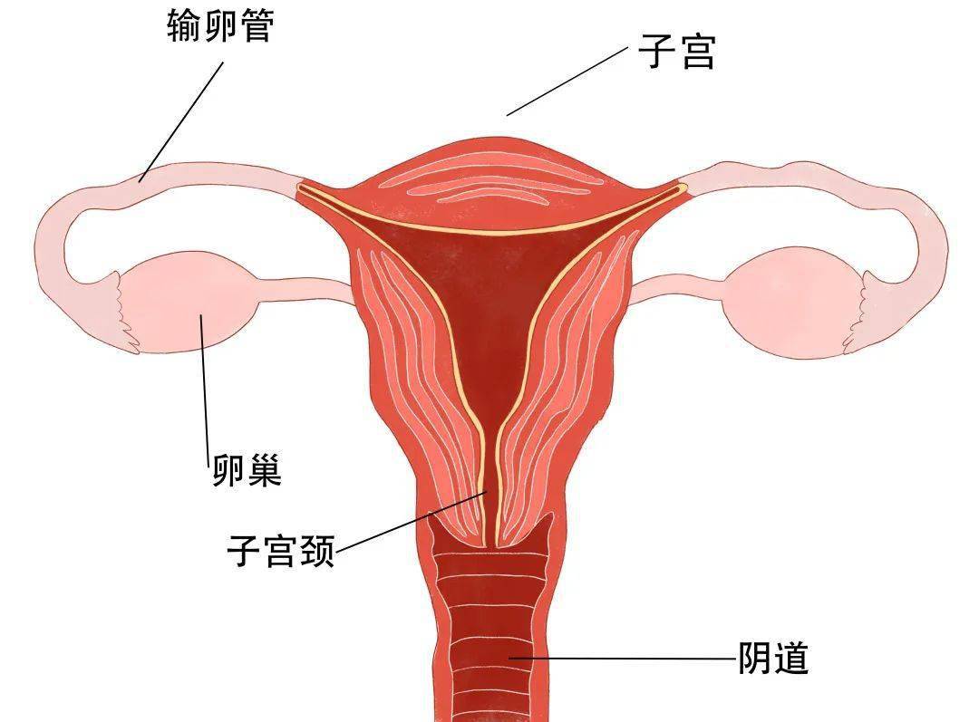 子宫图结构正常图片