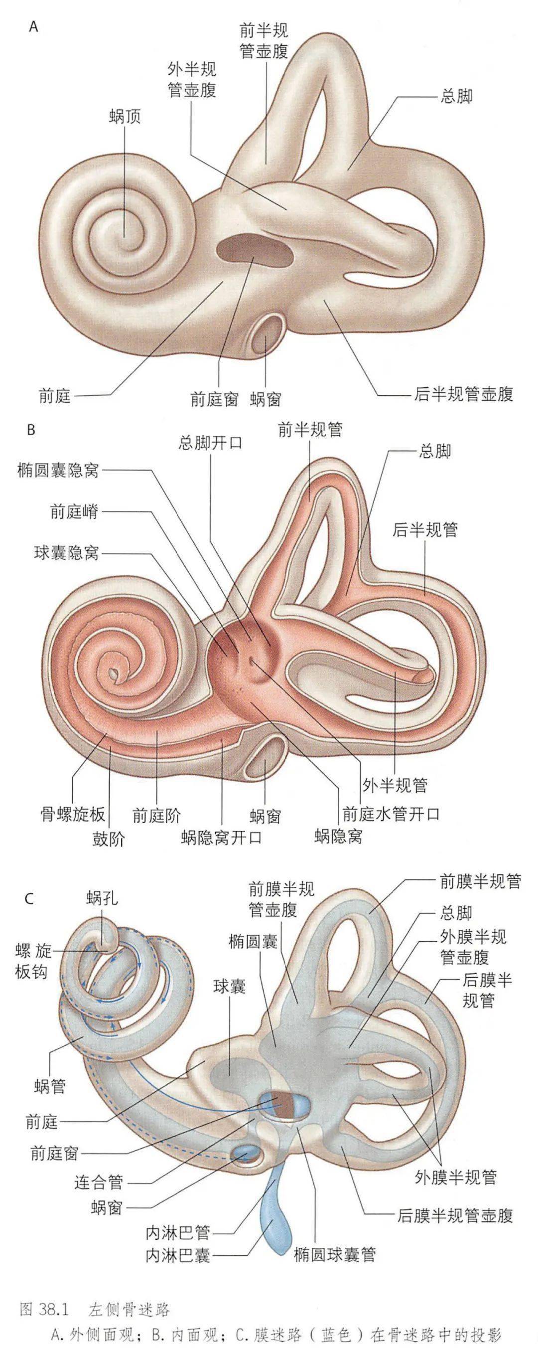 前庭蜗器的解剖结构图图片