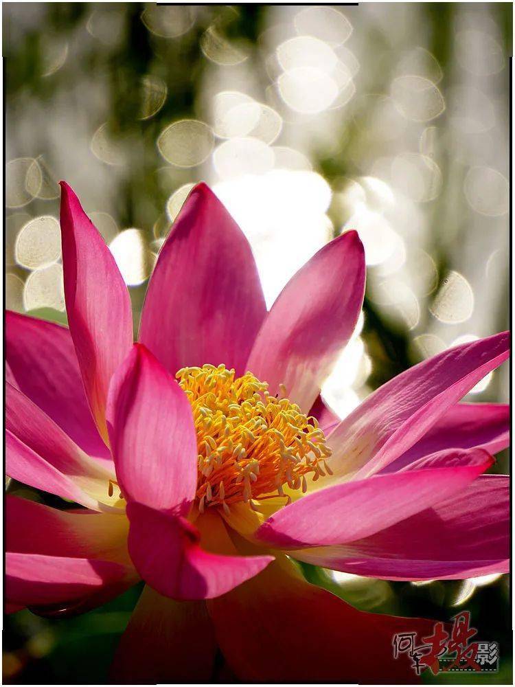 砌红堆绿摄莲:对比分主次高温连连 莲花艳艳梦中花 | 萱草返回搜狐