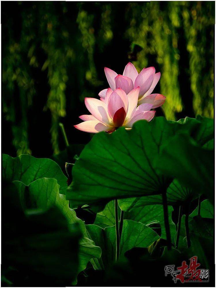 砌红堆绿摄莲:对比分主次高温连连 莲花艳艳梦中花 | 萱草返回搜狐