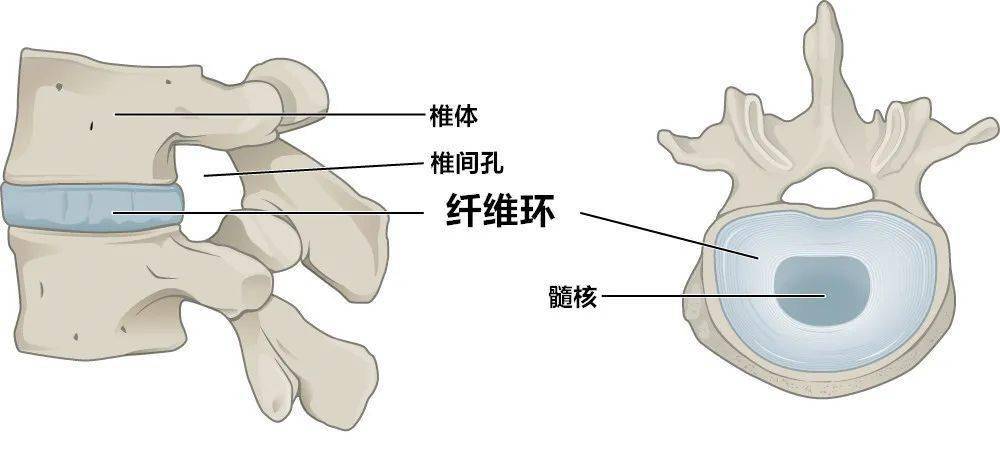 纤维环结构图片