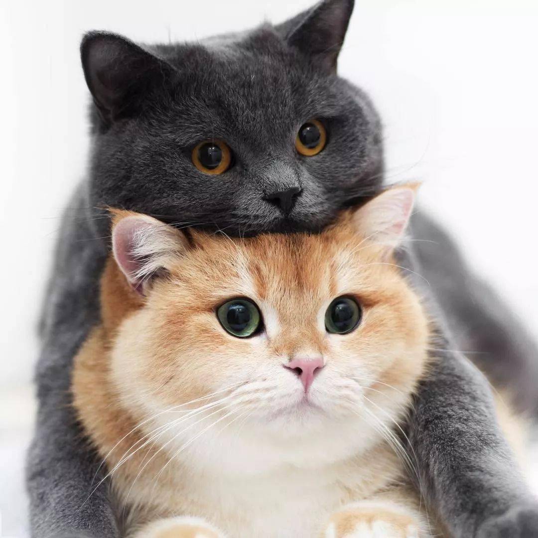 喵星人叠叠乐集体卖萌,哪一只是你的最爱?_猫咪_信号_箭头