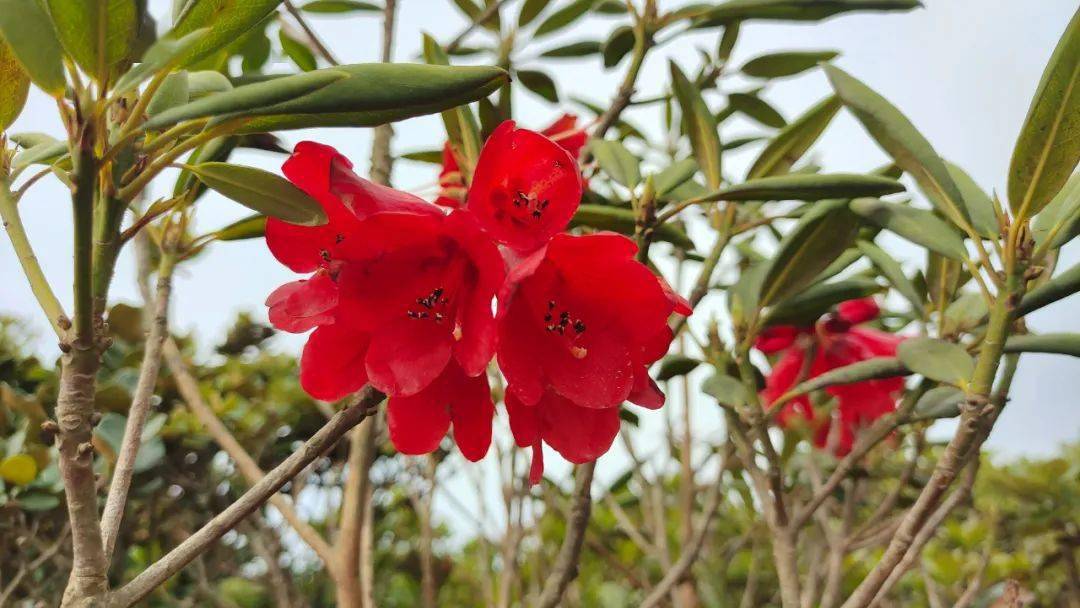 四川凉山会东新发现大量"会东杜鹃"