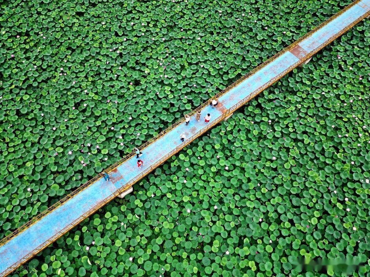 沈阳石佛寺水库内三千亩荷花绽放引游人