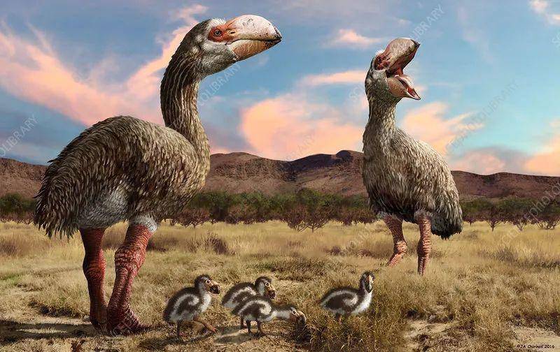【史前巨鸟】澳大利亚超级巨鸟——雷啸鸟_化石_鸟类_来自