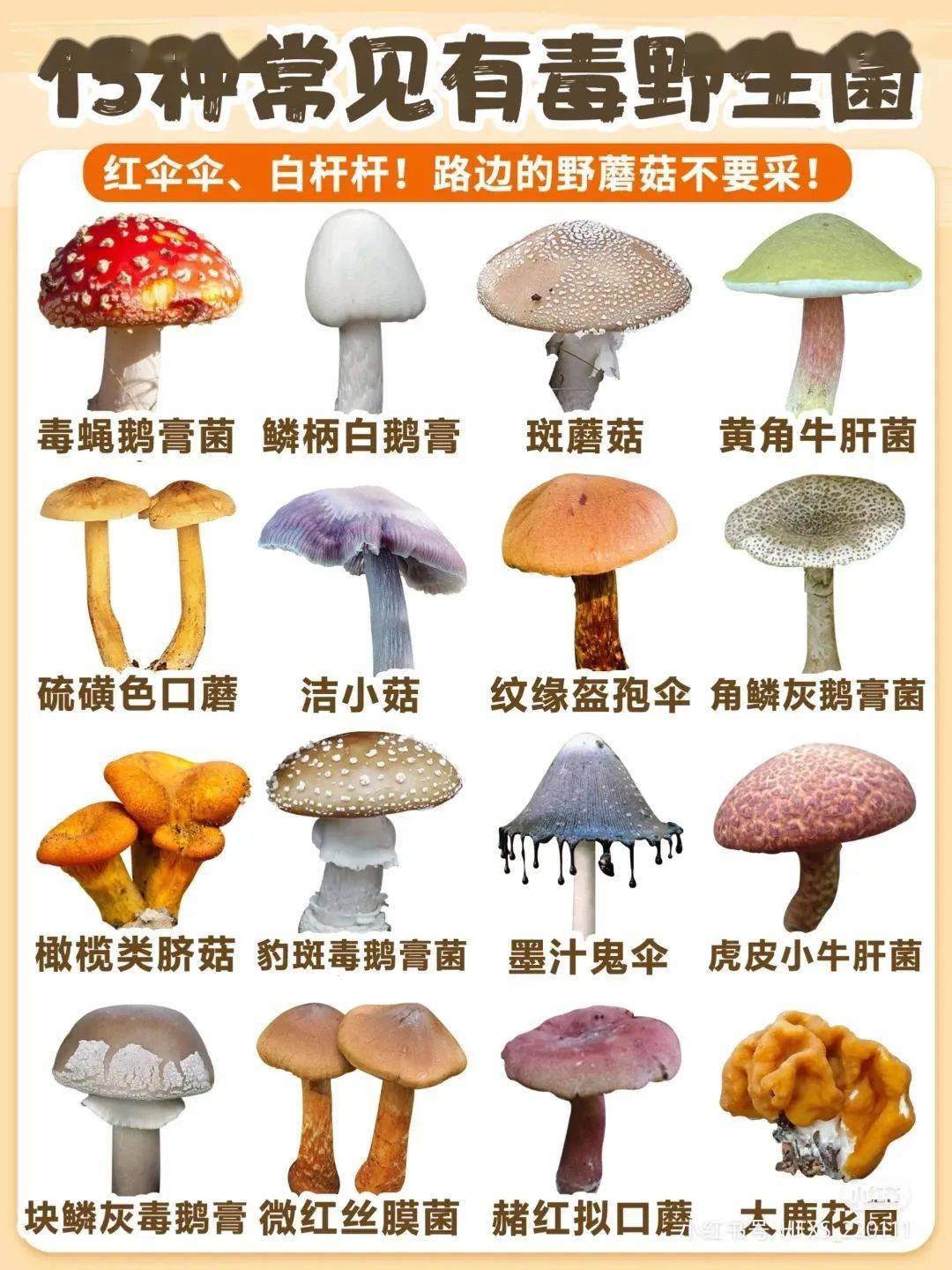 昆明一医院设置毒蘑菇展示柜:方便外地人识别有毒野生菌!