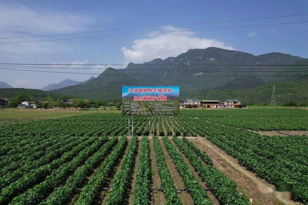 "使用江油本地繁育的种子,我们在种源基地就能拔除病株,并且不使用