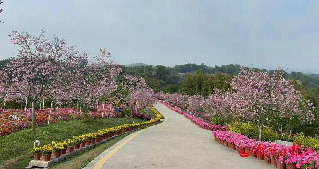 揭西樱花谷风景区图片图片