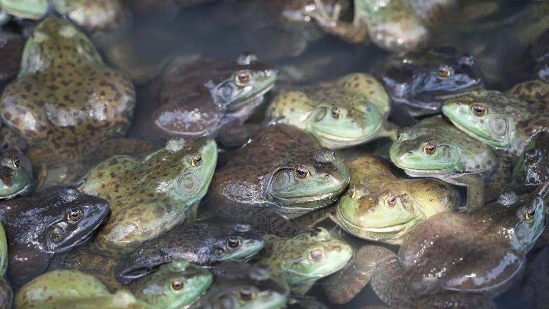 8月1日起开始实施,新的绿色养殖牛蛙产业正在形成!_产品_发展_抗生素