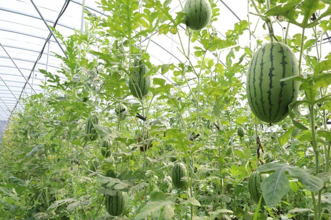 这里的吊瓜甜度超标!_李二寨_瓜果_西瓜