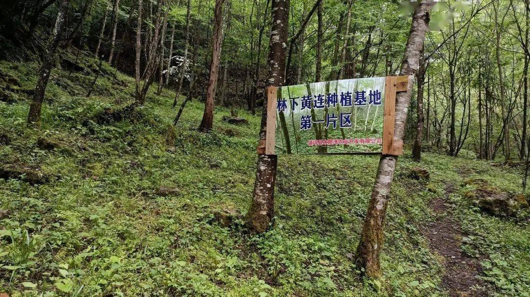 林下种药材 青山变"金山" | 乡村振兴 "镇"在进行_黄连_种植_产业