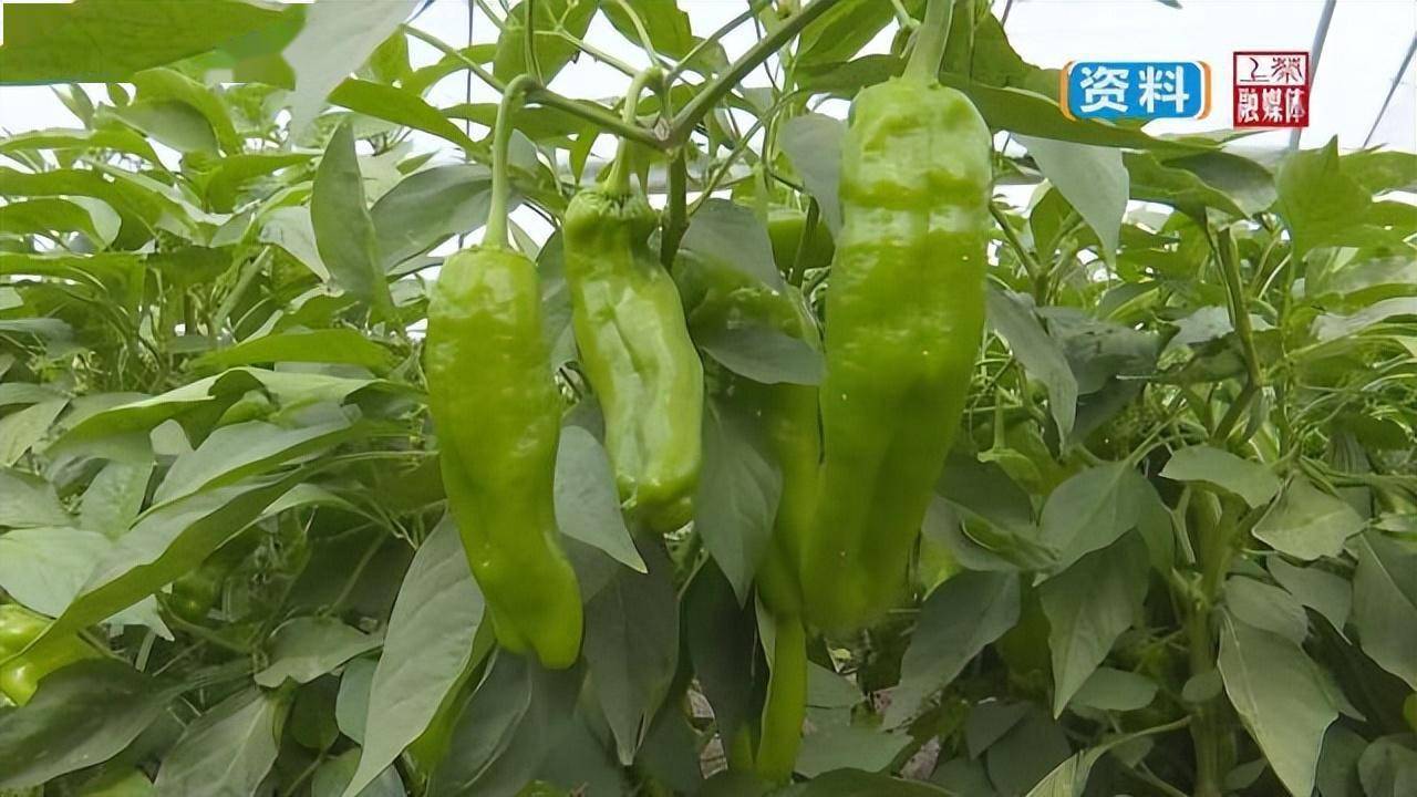 上蔡县齐海乡:订单辣椒种植忙_家庭农场_销售_大棚